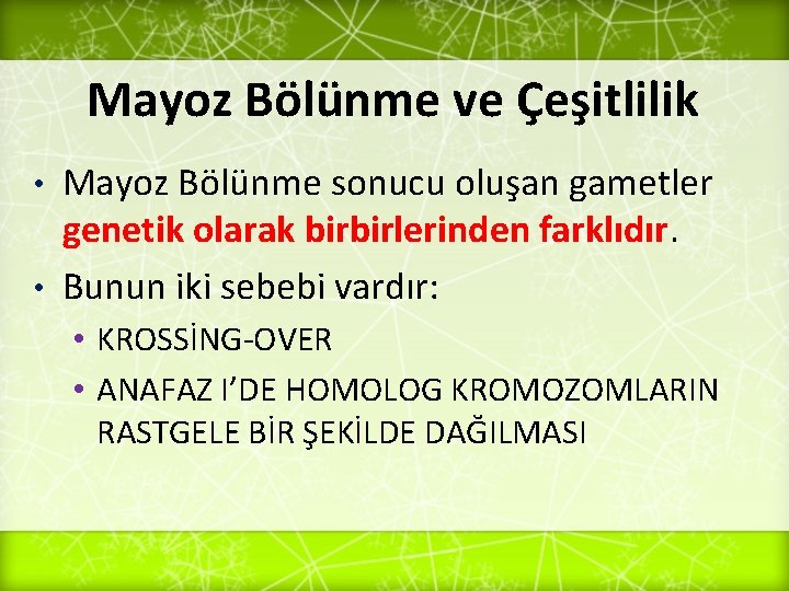 Mayoz Bölünme ve Çeşitlilik Mayoz Bölünme sonucu oluşan gametler genetik olarak birbirlerinden farklıdır. •