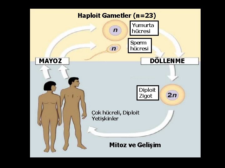 Haploit Gametler (n=23) Yumurta hücresi Sperm hücresi MAYOZ DÖLLENME Diploit Zigot Çok hücreli, Diploit