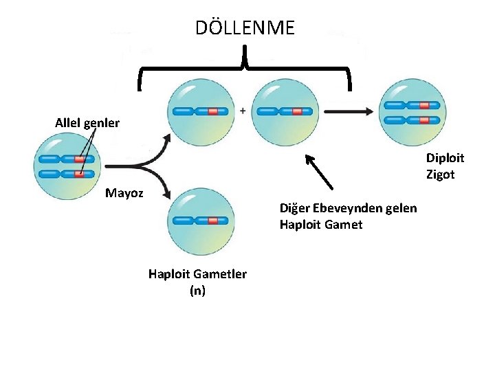 DÖLLENME Allel genler Diploit Zigot Mayoz Diğer Ebeveynden gelen Haploit Gametler (n) 