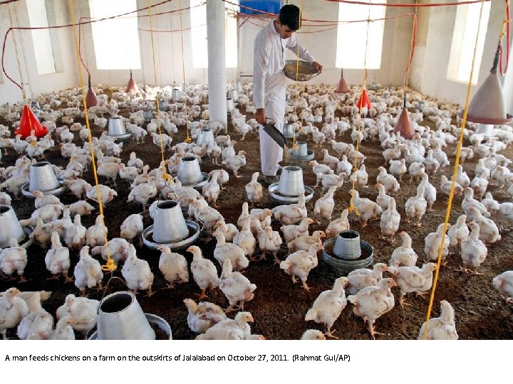 A man feeds chickens on a farm on the outskirts of Jalalabad on October