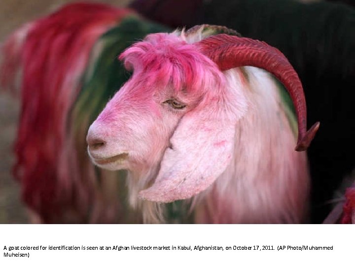 A goat colored for identification is seen at an Afghan livestock market in Kabul,