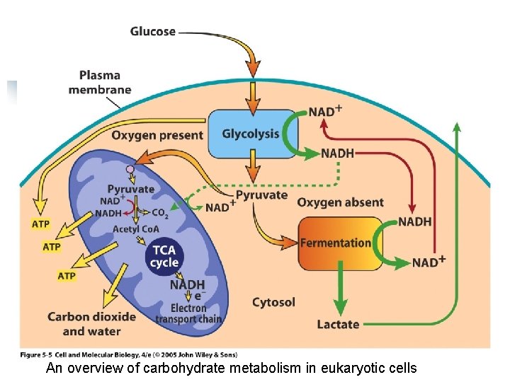 An overview of carbohydrate metabolism in eukaryotic cells 