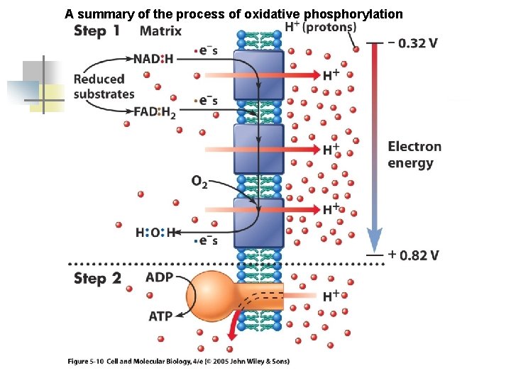A summary of the process of oxidative phosphorylation 