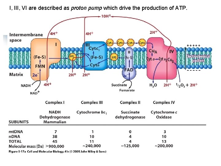 I, III, VI are described as proton pump which drive the production of ATP.