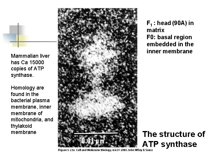 Mammalian liver has Ca 15000 copies of ATP synthase. Homology are found in the