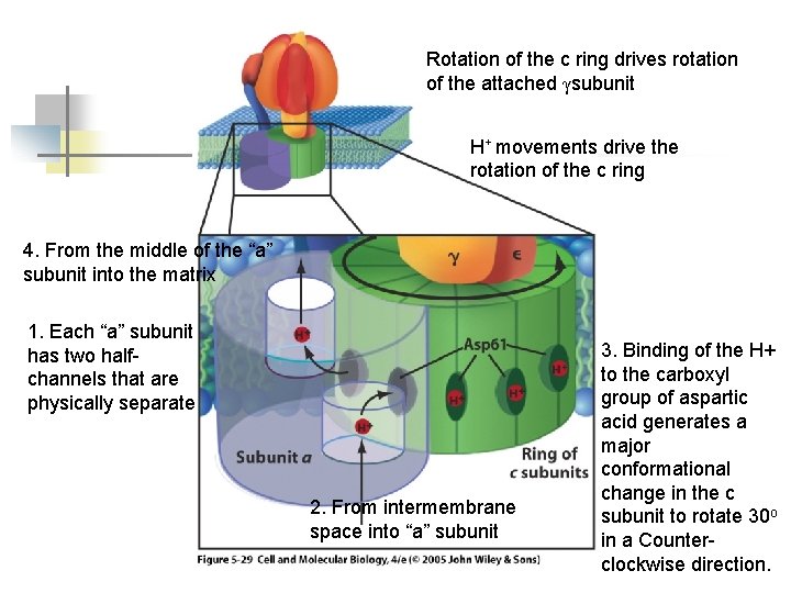 Rotation of the c ring drives rotation of the attached γsubunit H+ movements drive