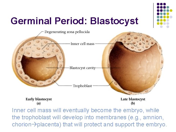 Germinal Period: Blastocyst Inner cell mass will eventually become the embryo, while the trophoblast