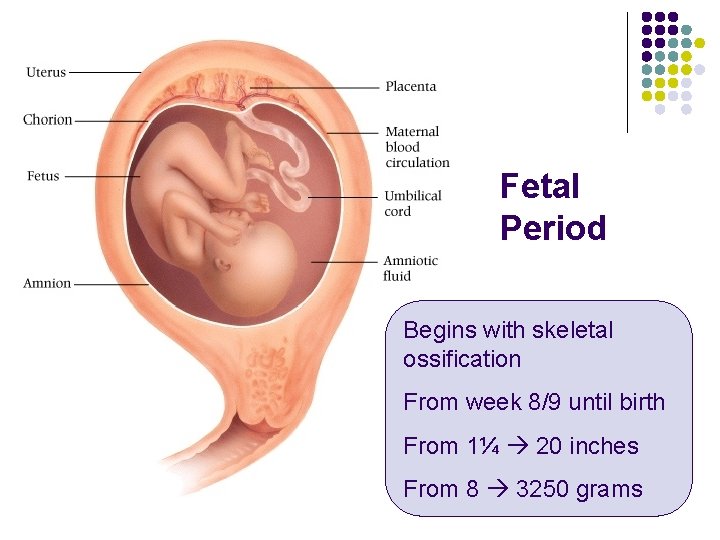 Fetal Period Begins with skeletal ossification From week 8/9 until birth From 1¼ 20