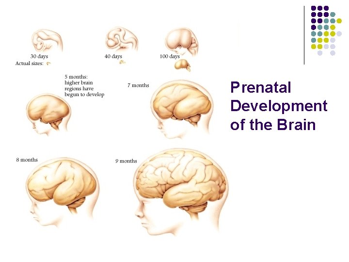 Prenatal Development of the Brain 