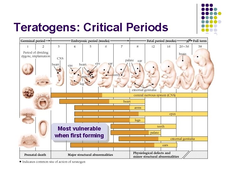 Teratogens: Critical Periods Most vulnerable when first forming 