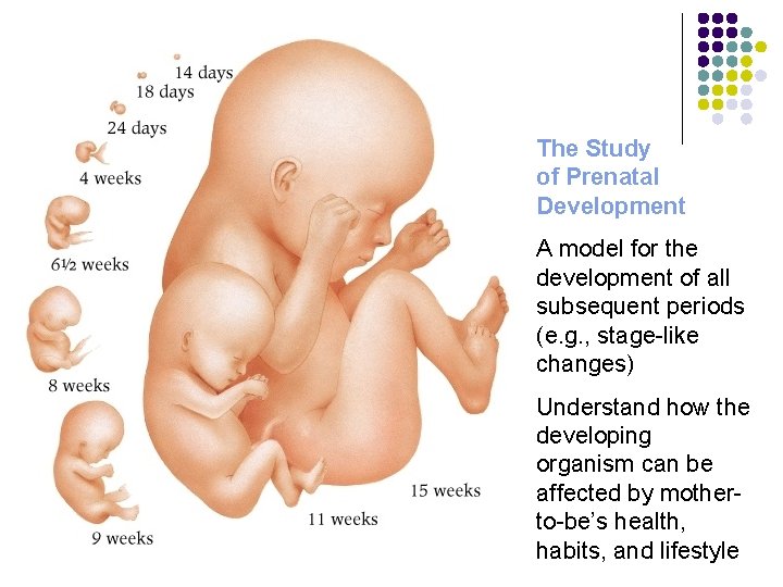 The Study of Prenatal Development A model for the development of all subsequent periods