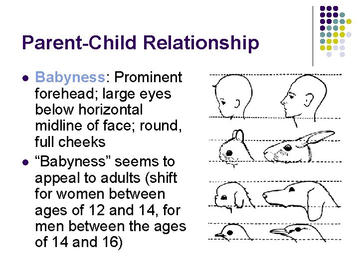 Parent-Child Relationship l l Babyness: Prominent forehead; large eyes below horizontal midline of face;