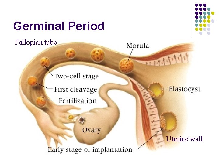 Germinal Period Fallopian tube Uterine wall 