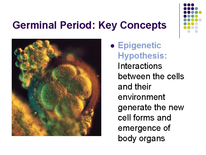 Germinal Period: Key Concepts l Epigenetic Hypothesis: Interactions between the cells and their environment