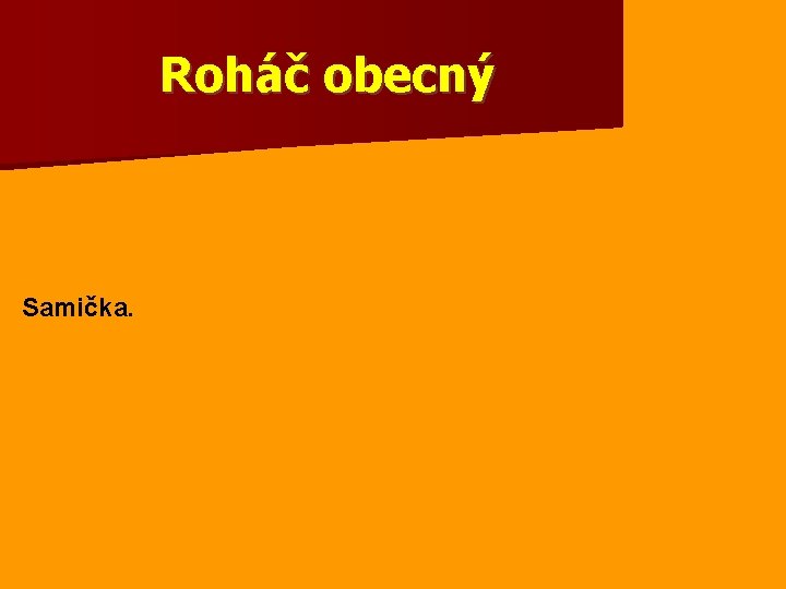 Roháč obecný Samička. 