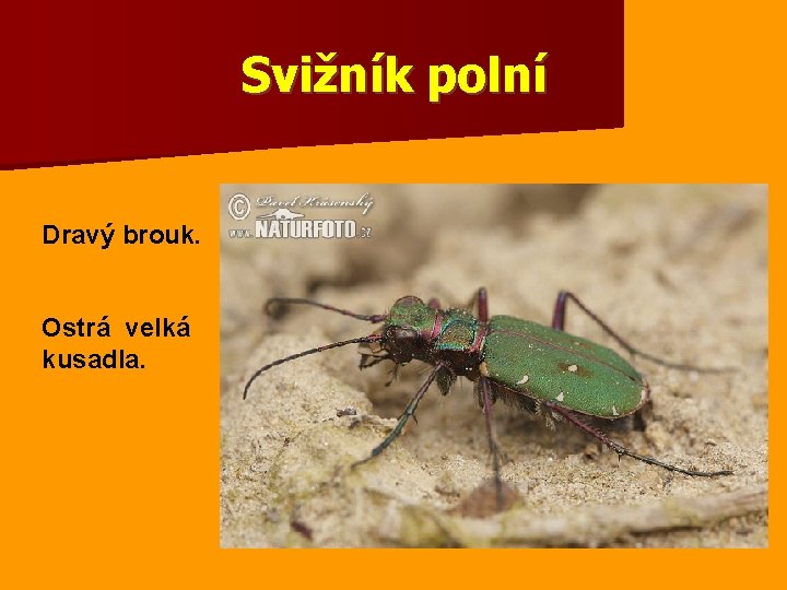 Svižník polní Dravý brouk. Ostrá velká kusadla. 