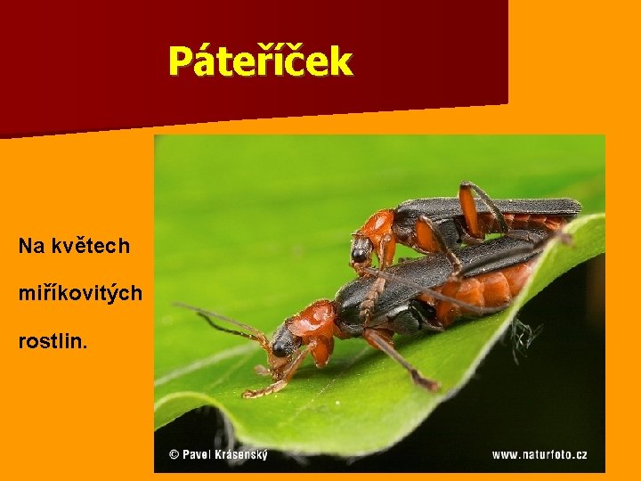 Páteříček Na květech miříkovitých rostlin. 