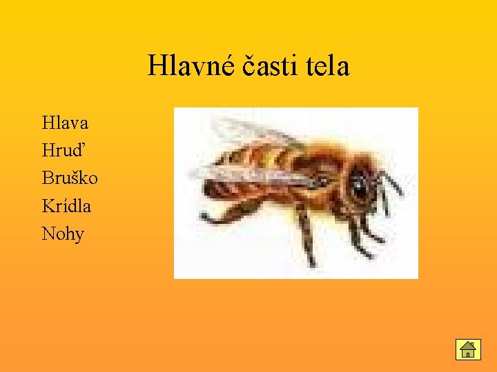 Hlavné časti tela Hlava Hruď Bruško Krídla Nohy 