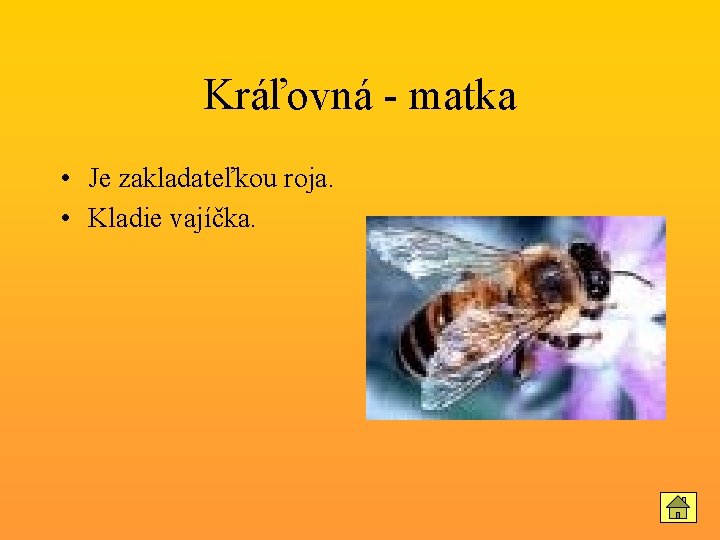 Kráľovná - matka • Je zakladateľkou roja. • Kladie vajíčka. 