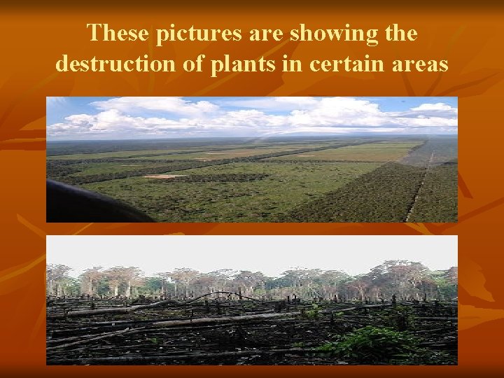 These pictures are showing the destruction of plants in certain areas 