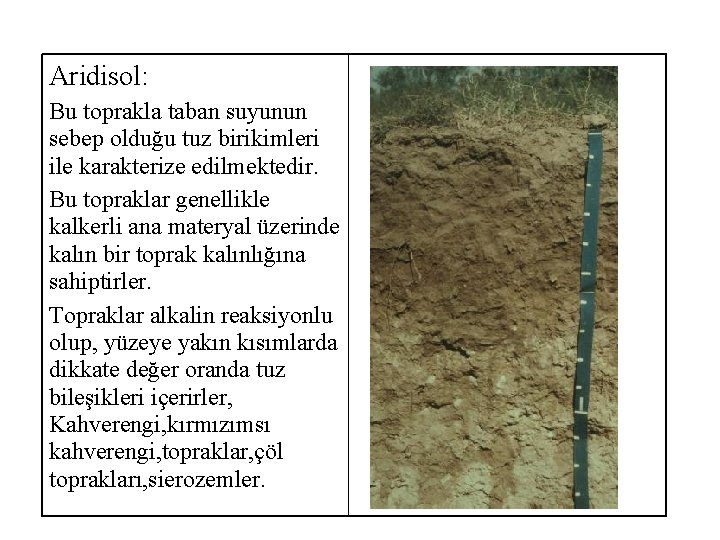 Aridisol: Bu toprakla taban suyunun sebep olduğu tuz birikimleri ile karakterize edilmektedir. Bu topraklar