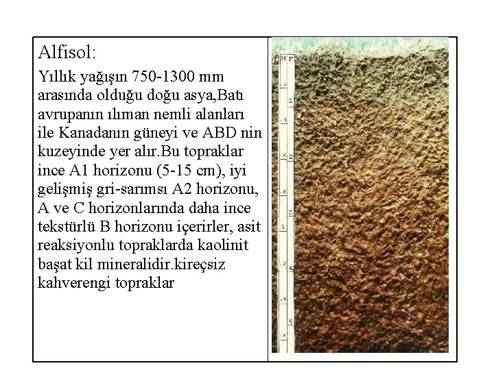 Alfisol: Yıllık yağışın 750 -1300 mm arasında olduğu doğu asya, Batı avrupanın ılıman nemli