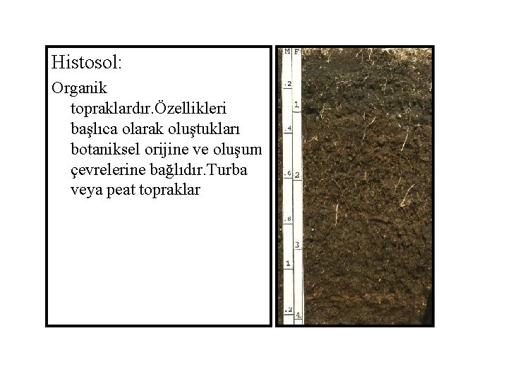 Histosol: Organik topraklardır. Özellikleri başlıca olarak oluştukları botaniksel orijine ve oluşum çevrelerine bağlıdır. Turba