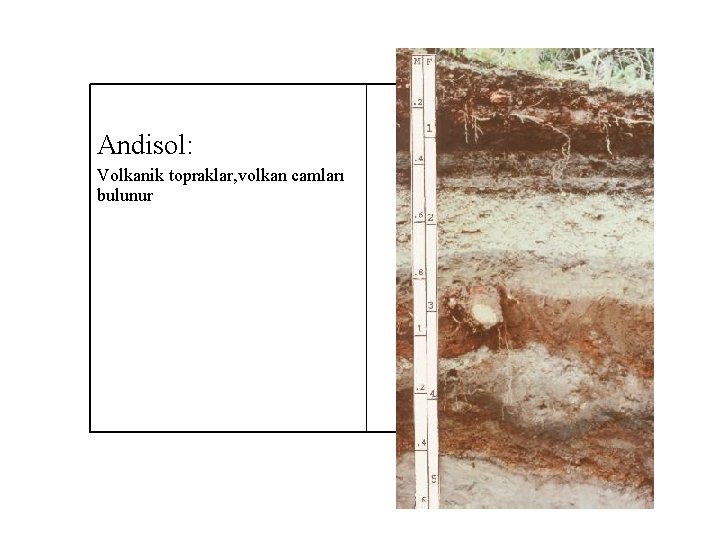 Andisol: Volkanik topraklar, volkan camları bulunur 