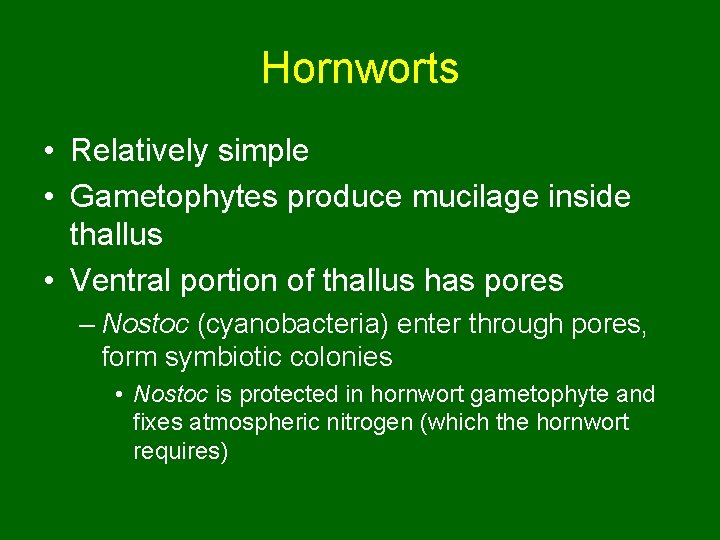 Hornworts • Relatively simple • Gametophytes produce mucilage inside thallus • Ventral portion of