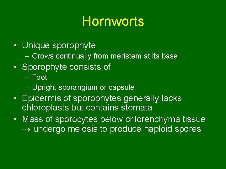 Hornworts • Unique sporophyte – Grows continually from meristem at its base • Sporophyte