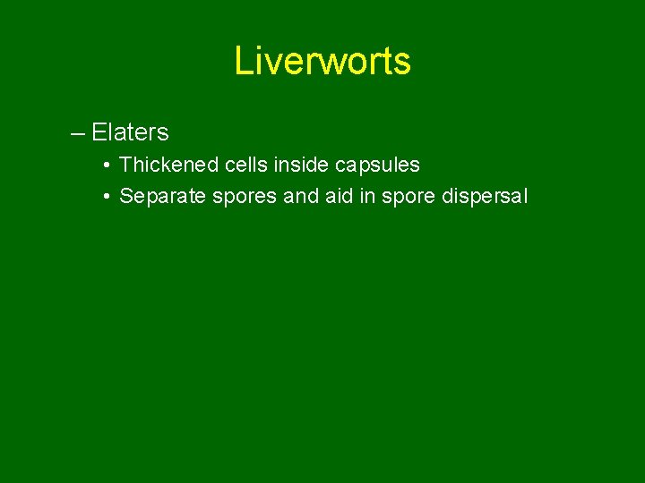 Liverworts – Elaters • Thickened cells inside capsules • Separate spores and aid in