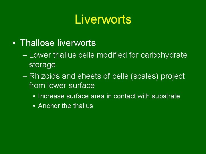 Liverworts • Thallose liverworts – Lower thallus cells modified for carbohydrate storage – Rhizoids