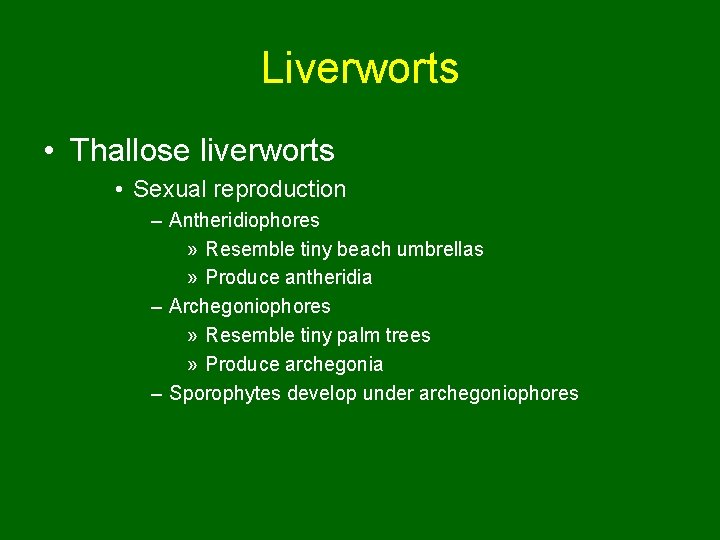 Liverworts • Thallose liverworts • Sexual reproduction – Antheridiophores » Resemble tiny beach umbrellas