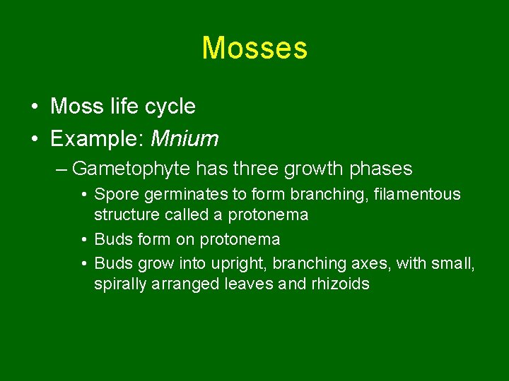 Mosses • Moss life cycle • Example: Mnium – Gametophyte has three growth phases