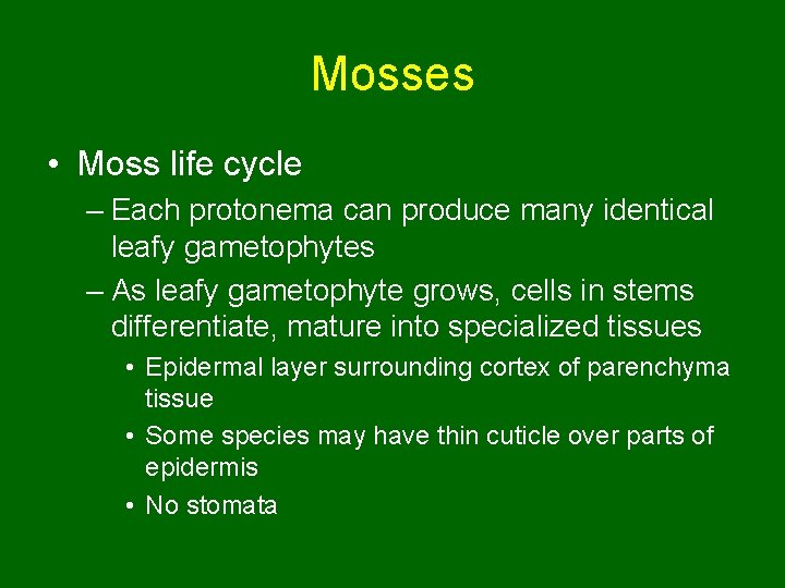 Mosses • Moss life cycle – Each protonema can produce many identical leafy gametophytes