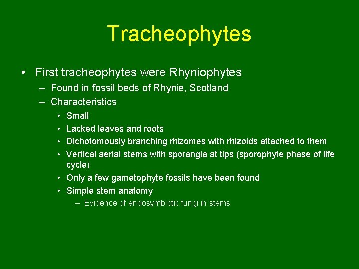 Tracheophytes • First tracheophytes were Rhyniophytes – Found in fossil beds of Rhynie, Scotland