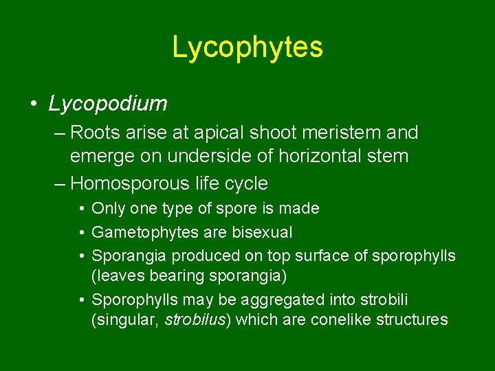 Lycophytes • Lycopodium – Roots arise at apical shoot meristem and emerge on underside