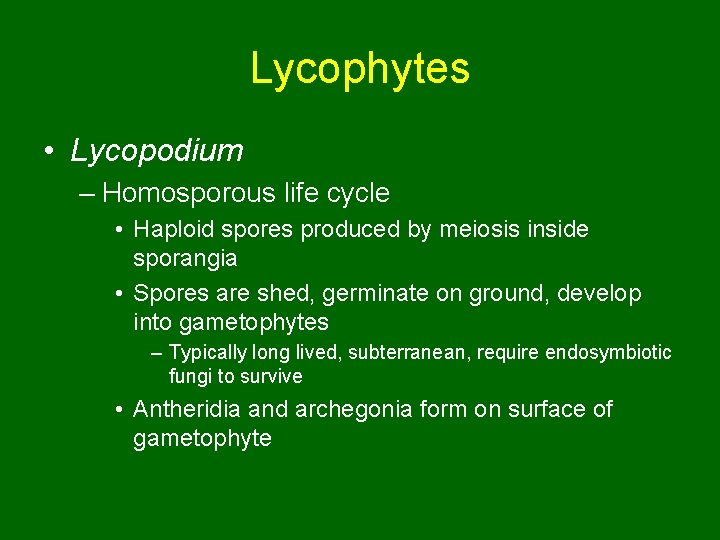 Lycophytes • Lycopodium – Homosporous life cycle • Haploid spores produced by meiosis inside