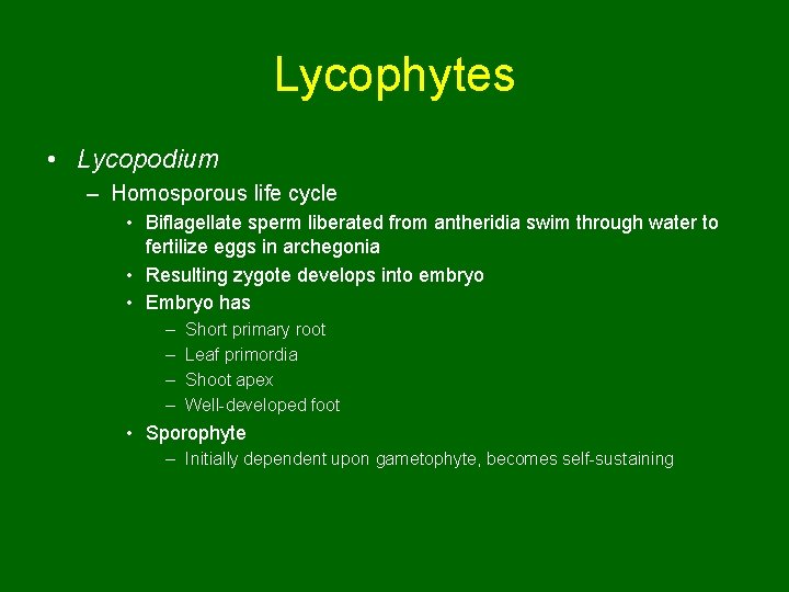 Lycophytes • Lycopodium – Homosporous life cycle • Biflagellate sperm liberated from antheridia swim