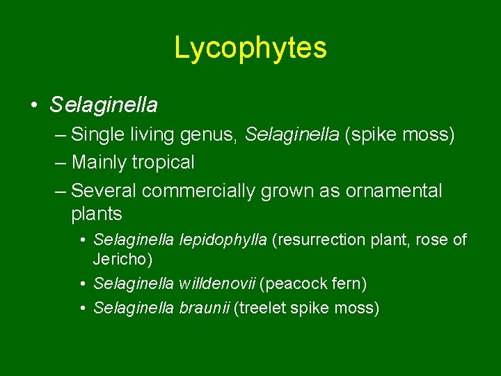 Lycophytes • Selaginella – Single living genus, Selaginella (spike moss) – Mainly tropical –