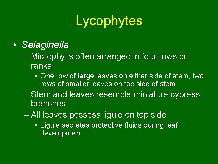 Lycophytes • Selaginella – Microphylls often arranged in four rows or ranks • One