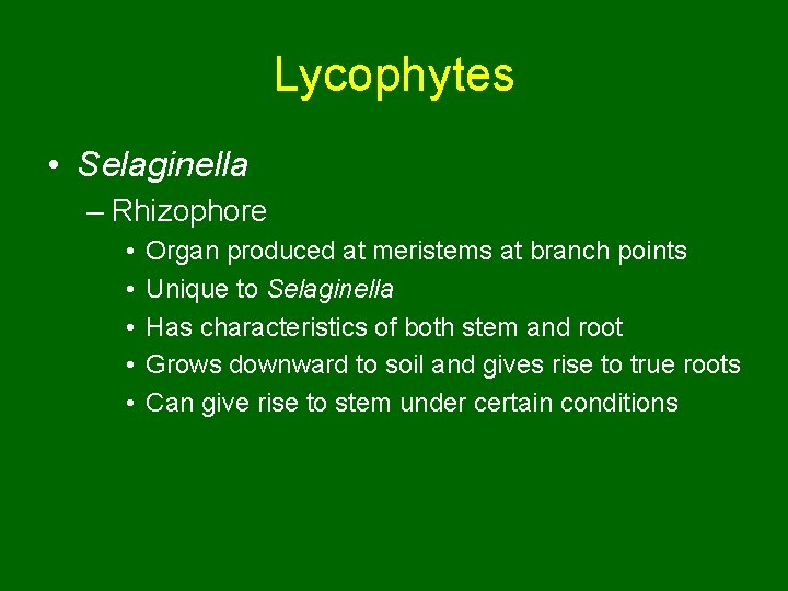 Lycophytes • Selaginella – Rhizophore • • • Organ produced at meristems at branch