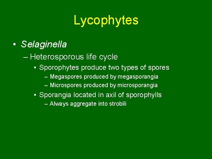 Lycophytes • Selaginella – Heterosporous life cycle • Sporophytes produce two types of spores