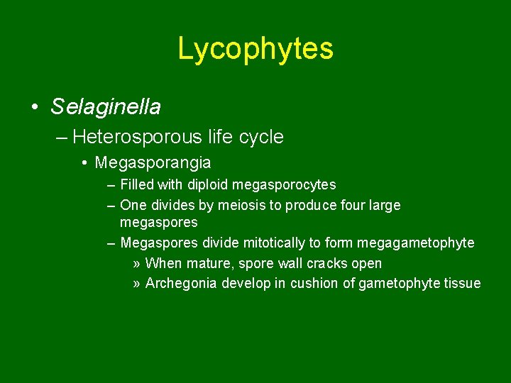 Lycophytes • Selaginella – Heterosporous life cycle • Megasporangia – Filled with diploid megasporocytes