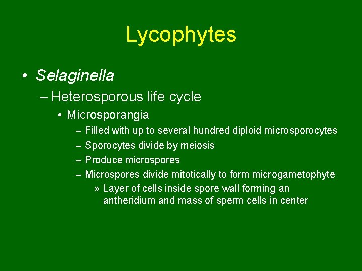 Lycophytes • Selaginella – Heterosporous life cycle • Microsporangia – – Filled with up