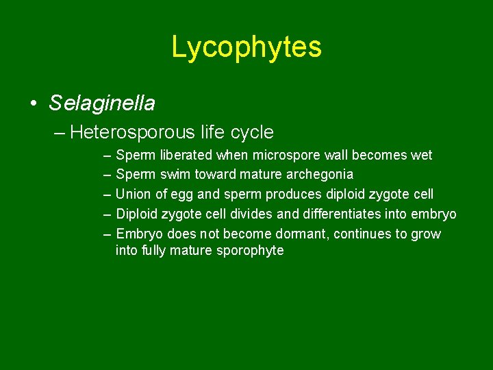 Lycophytes • Selaginella – Heterosporous life cycle – – – Sperm liberated when microspore