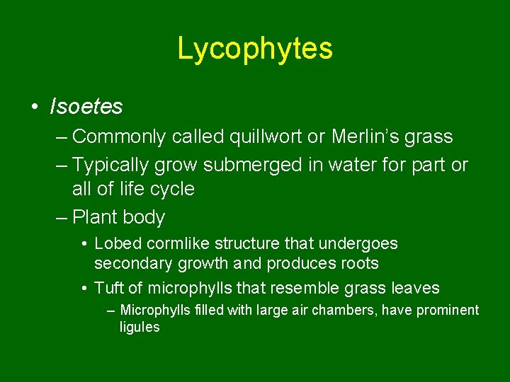 Lycophytes • Isoetes – Commonly called quillwort or Merlin’s grass – Typically grow submerged