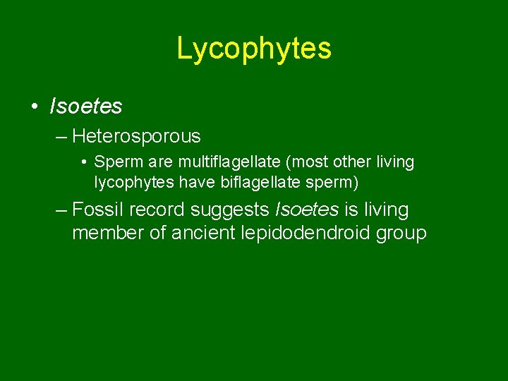 Lycophytes • Isoetes – Heterosporous • Sperm are multiflagellate (most other living lycophytes have