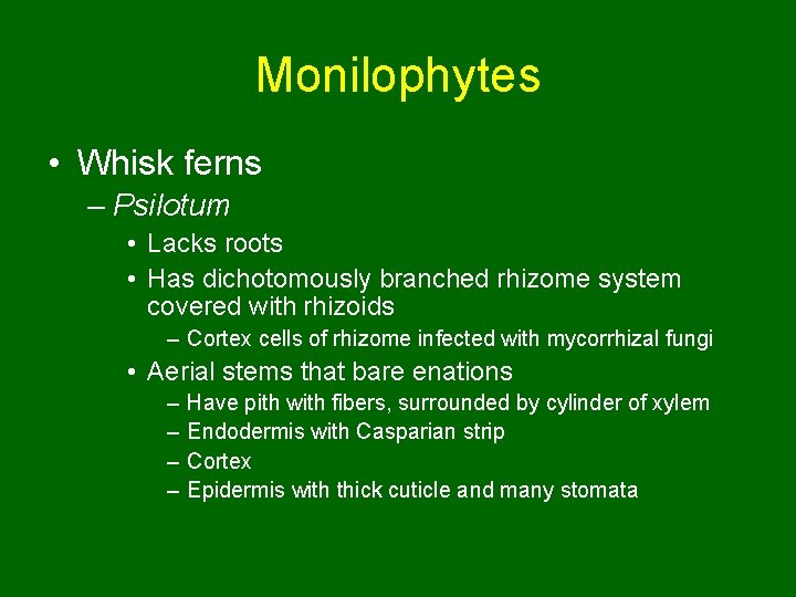 Monilophytes • Whisk ferns – Psilotum • Lacks roots • Has dichotomously branched rhizome
