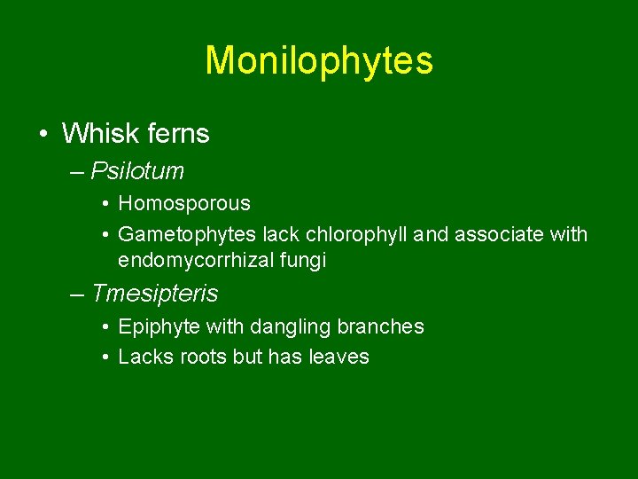 Monilophytes • Whisk ferns – Psilotum • Homosporous • Gametophytes lack chlorophyll and associate